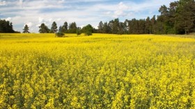 Пчелите атакуват рапицата, крадците - кошерите