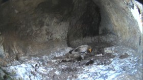 Наше бебе-лешоядче единственото в света с онлайн наблюдение 