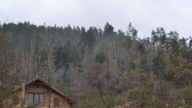 1200 дка гора край Шипка са унищожени от виелицата