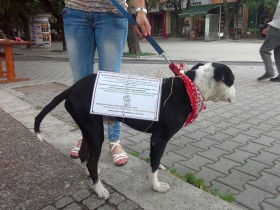 Продължава и днес благотворителният базар за подпомагане на животните в Стара Загора