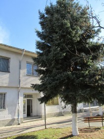 Баница с късмети и коледари за запалването на елхата в Преславен