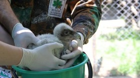 Старозагорското брадато лешоядче Хан днес ще отпътува за Франция