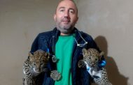 Близнаци леопардчета са най-новите обитатели на Зоопарк Стара Загора
